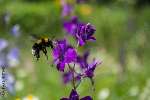 bee fly © joi