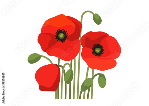 Fototapeta Naklejka Na Ścianę i Meble -  Poppies on white background. Vector illustration.