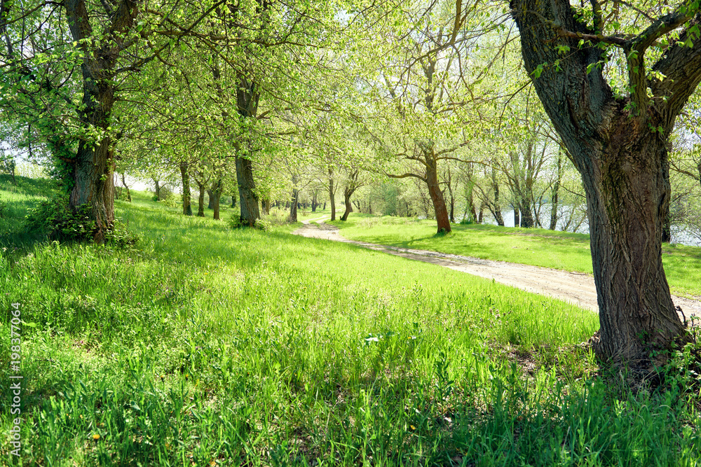 spring forest at sunny day, bright light and shadows on the grass, beautiful landscape