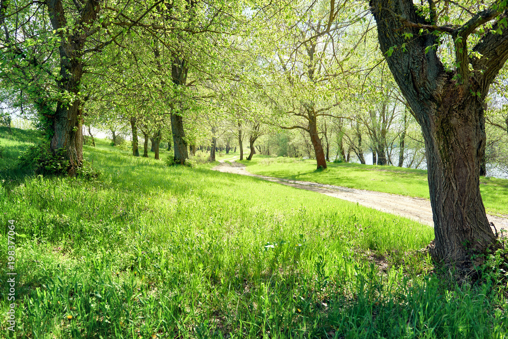 spring forest at sunny day, bright light and shadows on the grass, beautiful landscape spring forest at sunny day, bright light and shadows on the grass, beautiful landscape