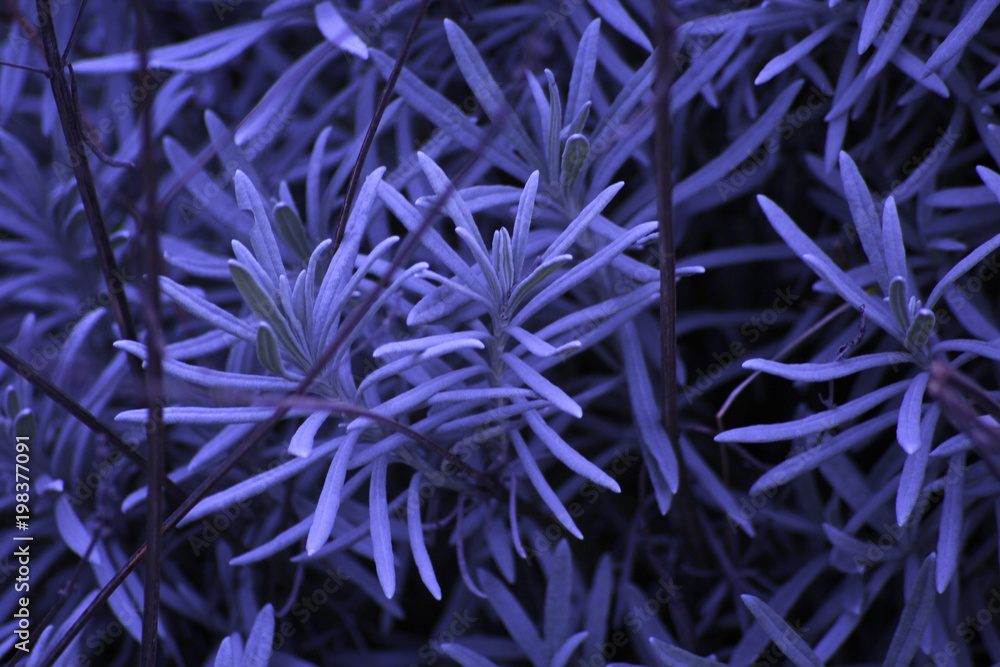 Fototapeta premium pianta