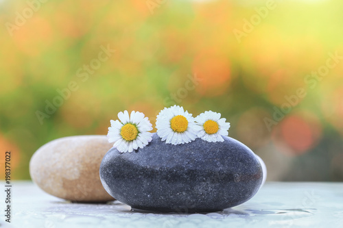 Daisy flowers on stones with colorful bokeh background   