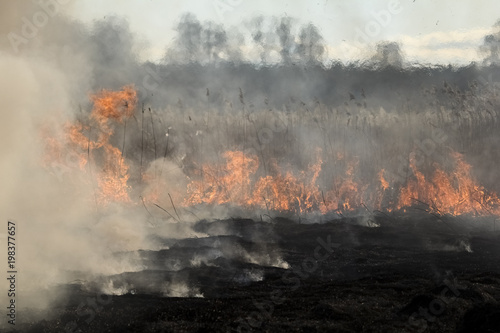 Forest fire, burning grass and small trees. fire burns grass and branches