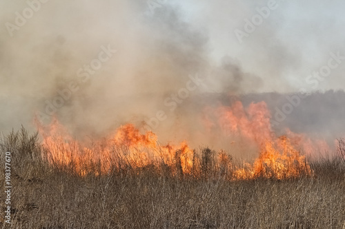 Forest fire, burning grass and small trees. fire burns grass and branches