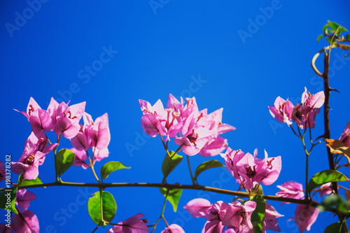 pink flowers with green leaves on sky background © Sergey