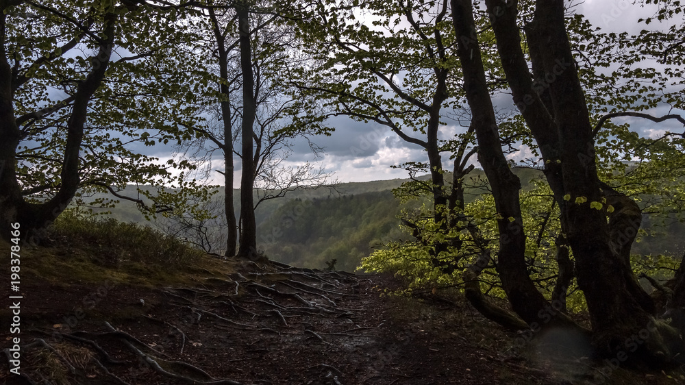 Fototapeta premium road in beech forest