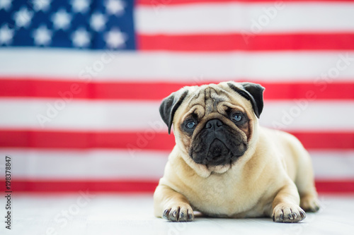 Fototapeta Naklejka Na Ścianę i Meble -  Beautiful beige puppy pug on the background of the American flag on Independence Day.