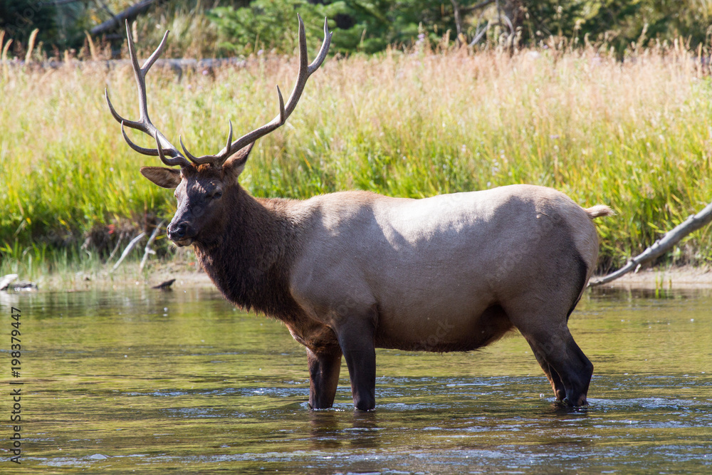 Wapiti Hirsch 17 Wapiti Hirsch 17