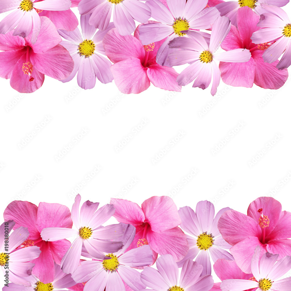 Beautiful floral background with cosmos and hibiscus Beautiful floral background with cosmos and hibiscus