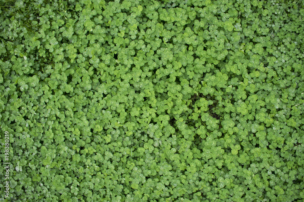 Backgrownd by green clover Backgrownd by green clover
