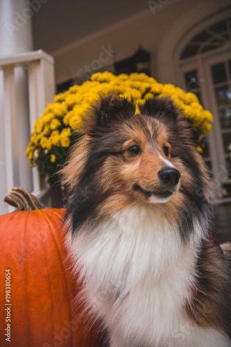 Pumpkin Patch