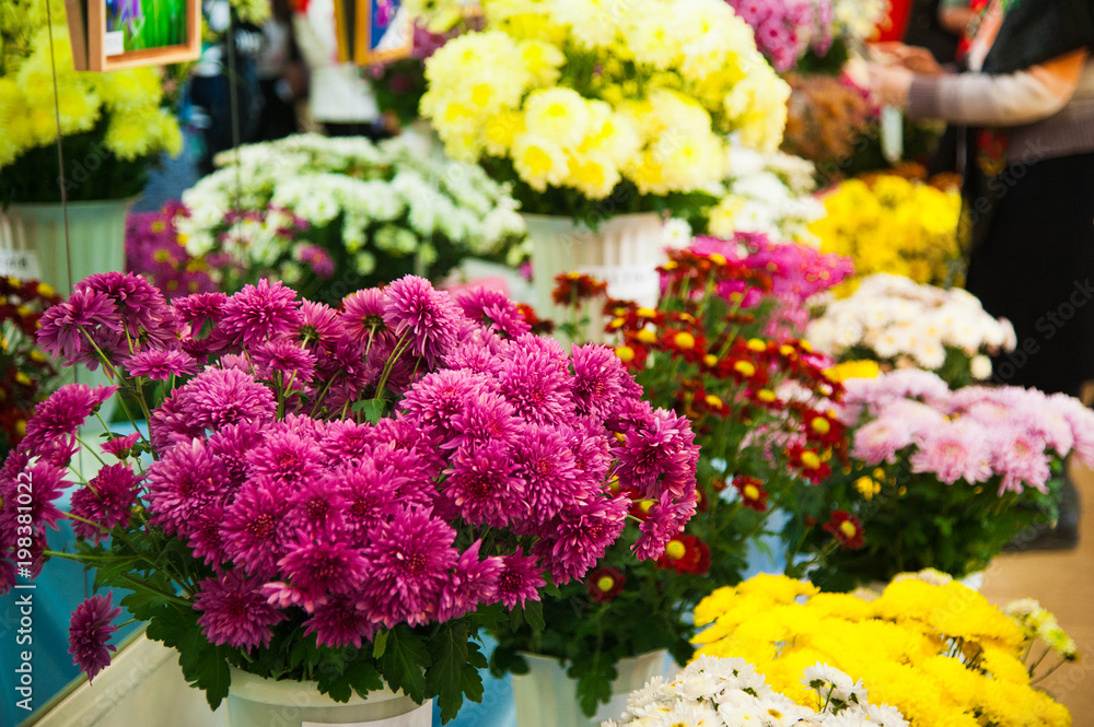 Obraz premium Colorful Chrysanthemum for sale