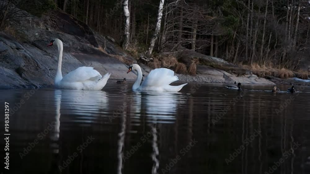 Pair of beautiful swans swimming around on a little lake at dawn Pair of beautiful swans swimming around on a little lake at dawn