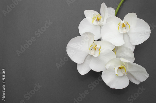 romantic branch of white orchid on gray background.