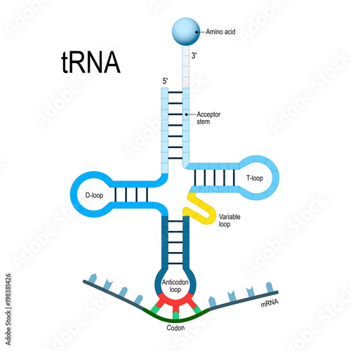 Transfer RNA. genetic code.