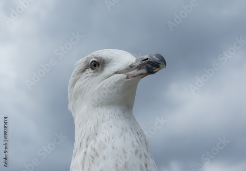 Sea gull head and eye in grey clouds
