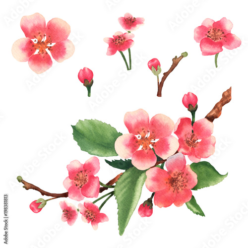 Watercolor cherry blossom branch. Set cherry flowers and buds. Illustration isolated on white background.