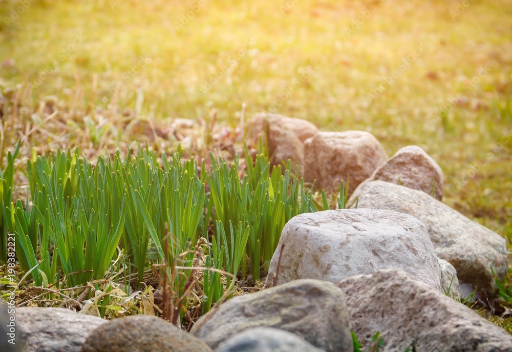 Young sprouts growing among stones in spring Young sprouts growing among stones in spring