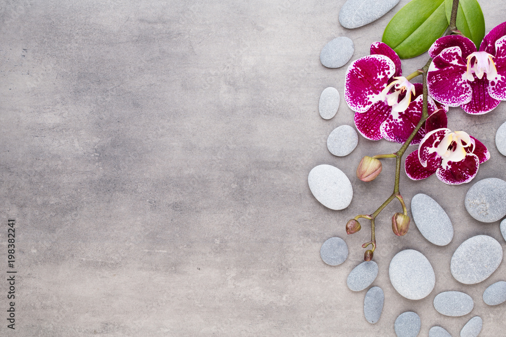 Beauty pink orchid on a gray background. Beauty pink orchid on a gray background.