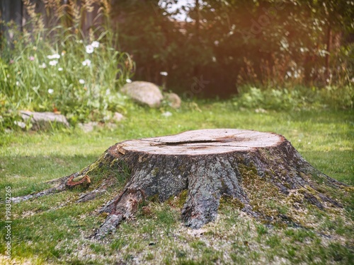 Tree stump on the lawn in the garden