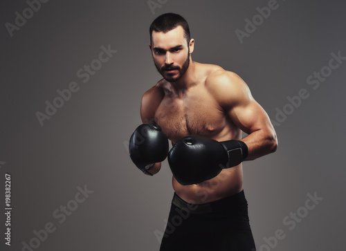 A brutal shirtless caucasian sportsman in boxing gloves training isolated on a gray background. © Fxquadro