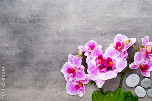 Beauty orchid on a gray background. Spa scene.