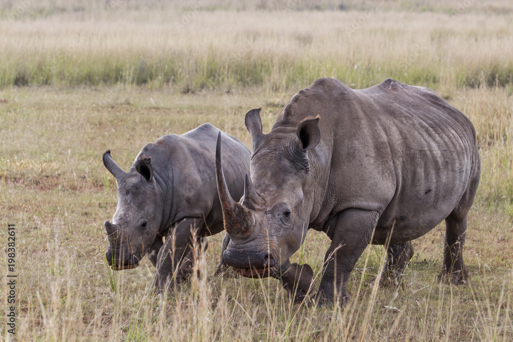 Obraz premium Mother and baby white rhino in the Entabeni Game Reserve in the Waterberg Region in South Africa