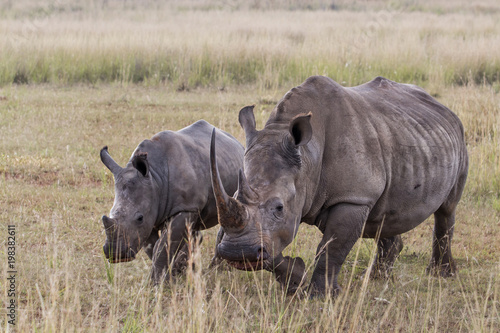 Mother and baby white rhino in the Entabeni Game Reserve in the Waterberg Region in South Africa