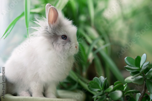 white angora rabbit sits near a green bush