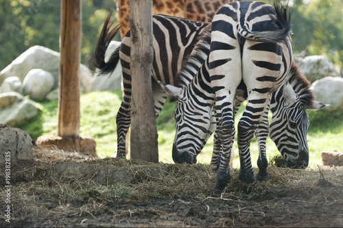 Zebras while eat. Zebra s back