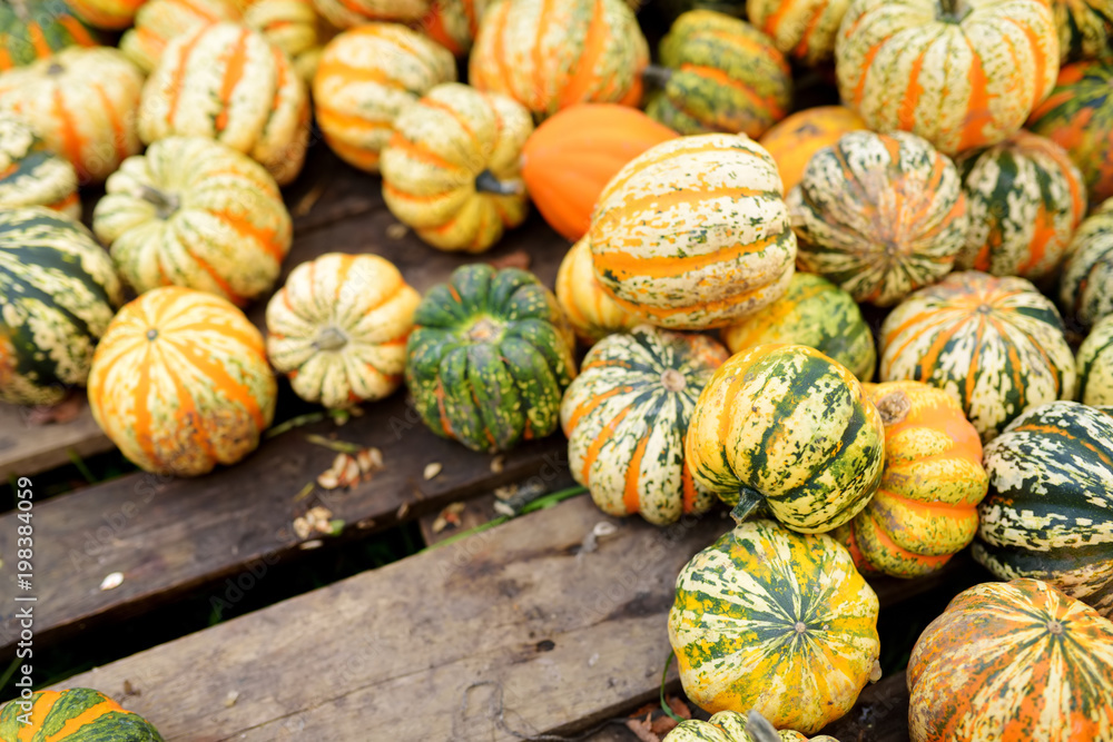 Decorative orange pumpkins on display at the farmers market in Germany. Orange ornamental pumpkins in sunlight. Decorative orange pumpkins on display at the farmers market in Germany. Orange ornamental pumpkins in sunlight.