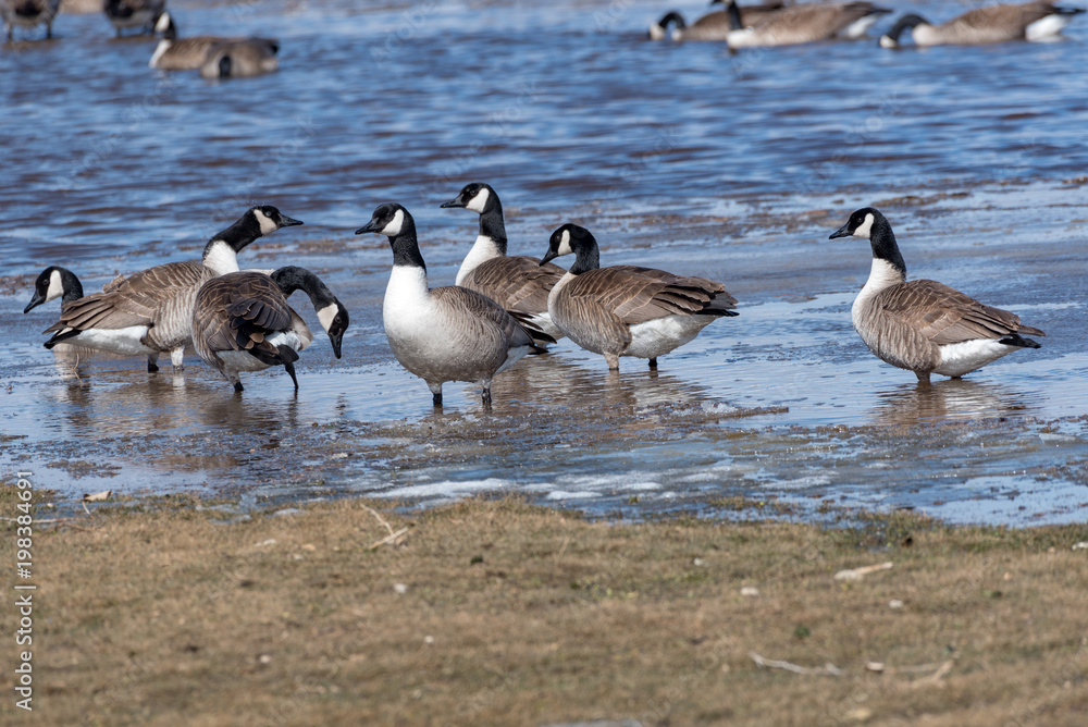 Geese on golf course Geese on golf course