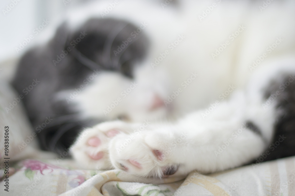 Photo of cute pink with a black spot cat's foot, selective focus Photo of cute pink with a black spot cat's foot, selective focus