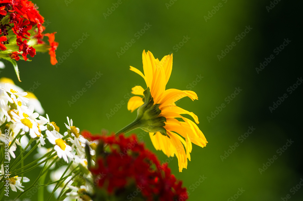 a bouquet of bright spring flowers of various types a bouquet of bright spring flowers of various types