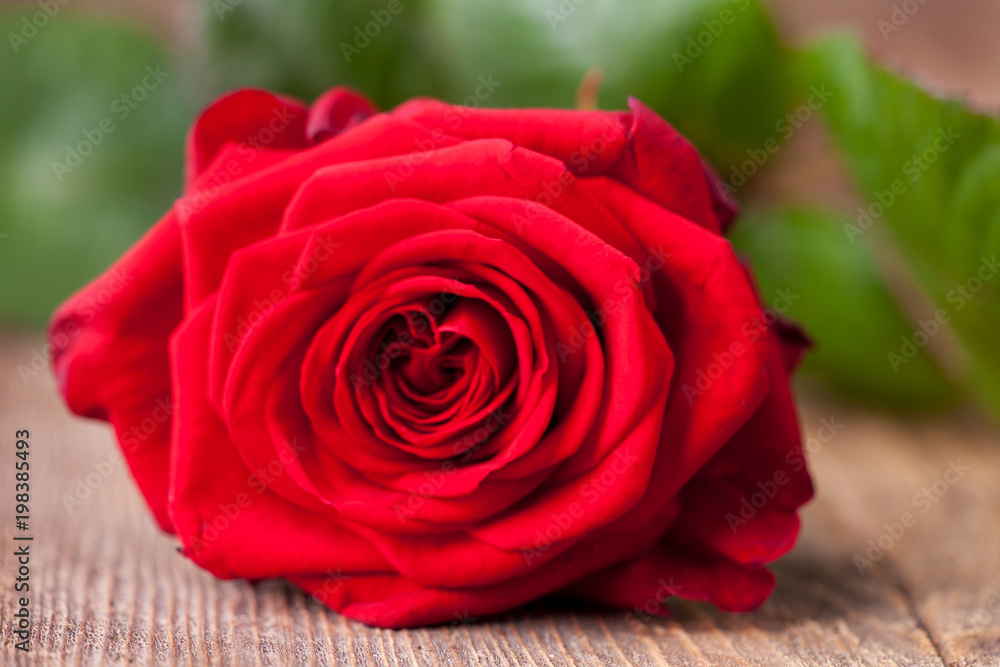 Fototapeta premium Nahaufnahme von einer schönen roten Rose