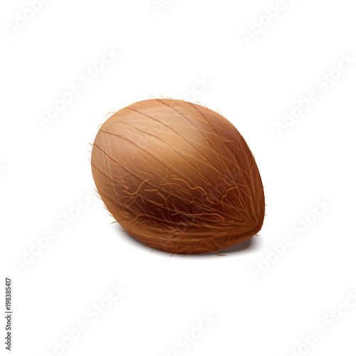 Coconut isolated on white background. Coco nut vector realistic illustration