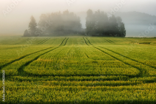 Fototapeta Naklejka Na Ścianę i Meble -  foggy morning. a beautiful summer sunrise in the field
