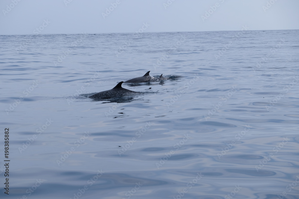Fototapeta premium Group of dolphins with youngsters