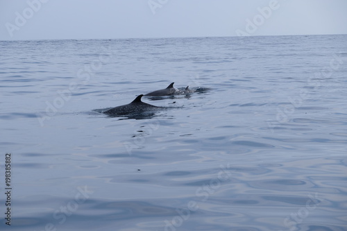 Group of dolphins with youngsters