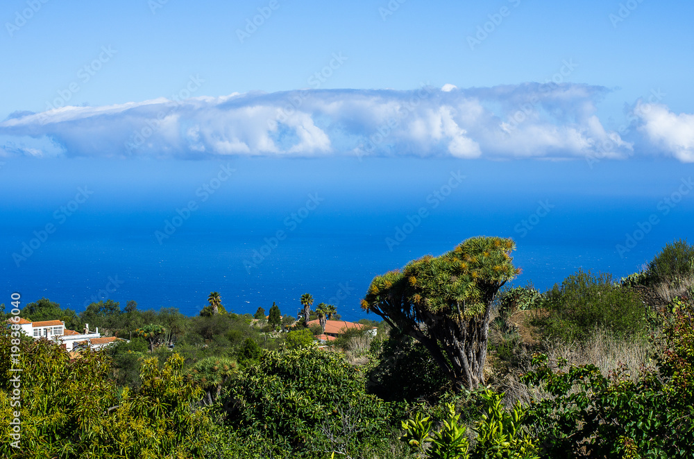 Blick über Drachenbäume und Palmen auf den atlantischen Ozean im Nordwesten von La Palma, Spanien