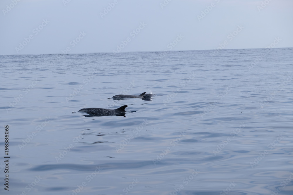 Group of dolphins with youngsters Group of dolphins with youngsters