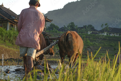 Plowing the Rice Terraces of Bali, Indonesia. In Bali cows are still used to plow the rice fields. No pollution and free fertilizer make it cost effective method.
