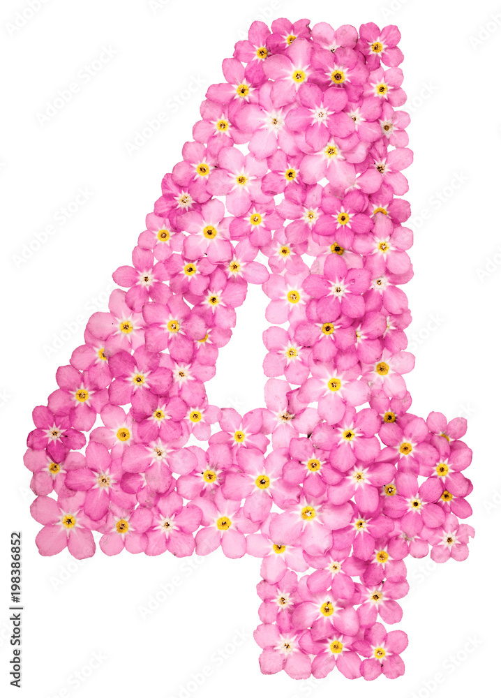 Arabic numeral 4, four, from pink forget-me-not flowers, isolated on white background Arabic numeral 4, four, from pink forget-me-not flowers, isolated on white background