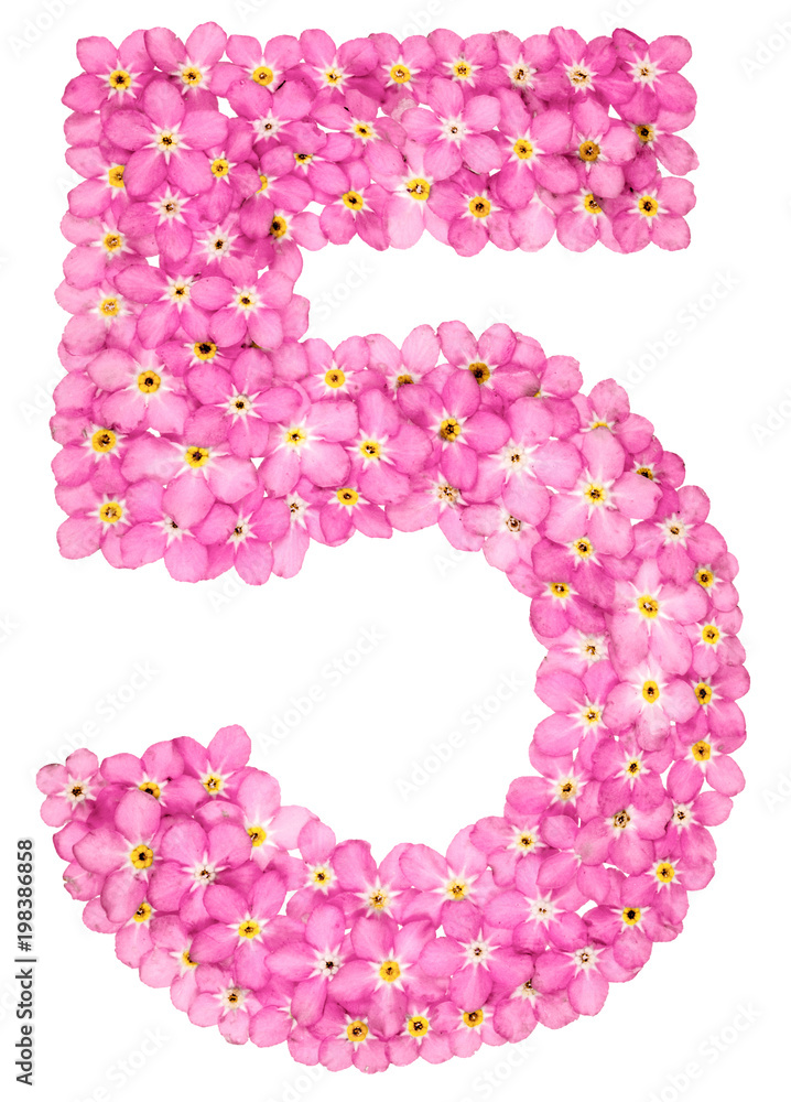 Arabic numeral 5, five, from pink forget-me-not flowers, isolated on white background