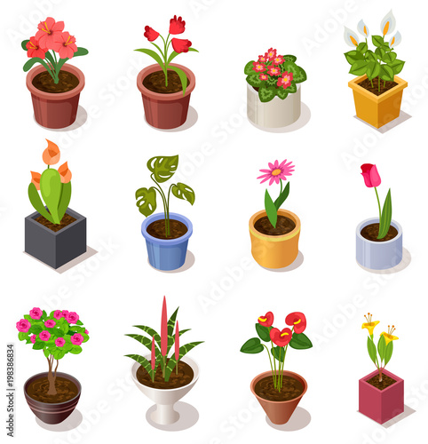 Colorful isometric flowers in ceramic pot collection isolated on white. 3d potted plant for home interior decoration, vector illustration
