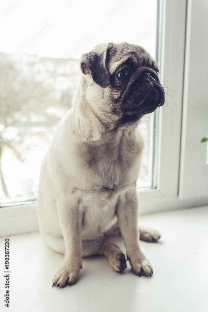 Pug dog waiting for orders of its master on window sill.