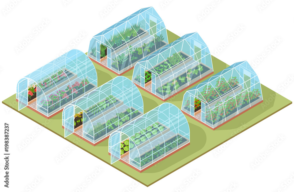 Set of isometric glass greenhouse with growing vegetables and colorful flowers. Vector illustration