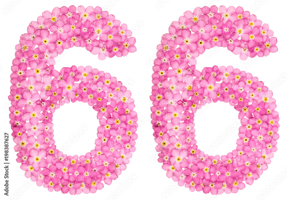 Arabic numeral 66, sixty six, from pink forget-me-not flowers, isolated on white background