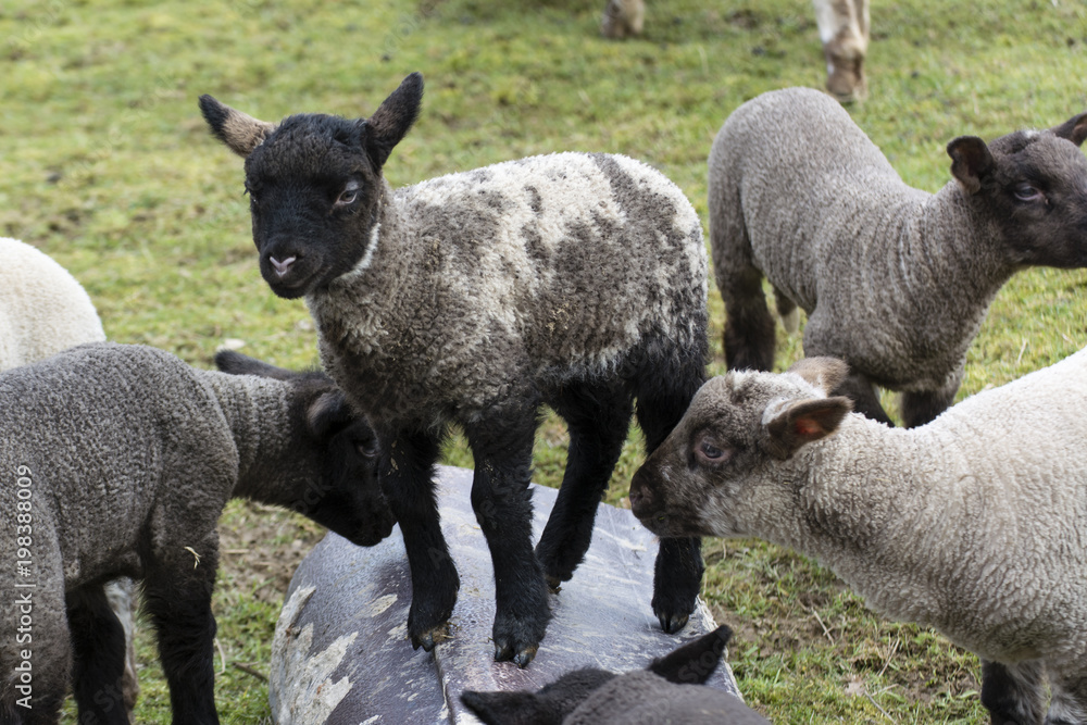 Obraz premium Black and white lamb among others.