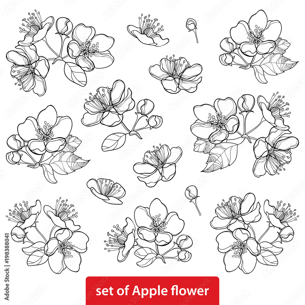 Vector set with outline blossoming Apple flower bunch and foliage in black isolated on white background. Ornate blossom Apple flowers and leaves in contour style for spring design and coloring book.